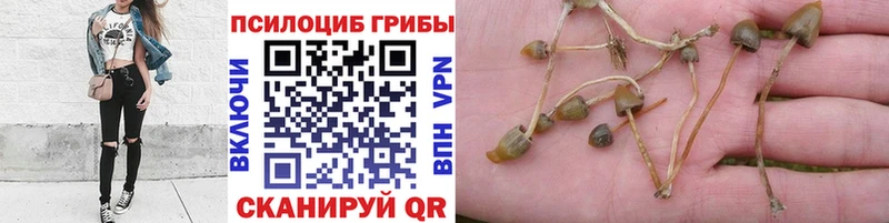 Псилоцибиновые грибы мухоморы  Купить закладки  Ленинск 